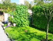 Kapuzinerkresse (Tropaeolum majus)