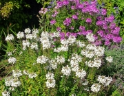 Spinnenblume (Cleome spinosa)