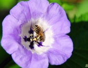 Giftbeere (Nicandra physalodes)
