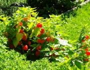 Lampionblume (Physalis alkekengi)