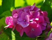 Bauernhortensie (Hydrangea macrophylla)