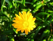 Gazanie (Gazania)
