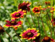 Kokardenblume (Gaillardia)