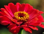 Zinnien (Zinnia)