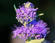 Cladon-Bartblume (Caryopteris ×clandonensis 'Heavenly Blue')