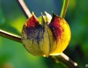 Giftbeere (Nicandra physalodes)