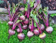 Rote Bete