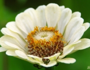 Zinnie (Zinnia)