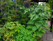 Giftbeere (Nicandra physalodes)