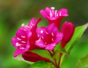 Weigelie (Weigelia) 'Bristol Ruby'