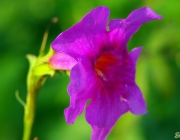 Gartengloxinie (Incarvillea delavayi)
