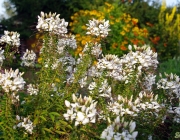 Spinnenblume (Cleome spinosa)