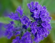 Cladon-Bartblume (Caryopteris ×clandonensis ‚Heavenly Blue‘)