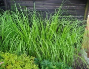 Pampasgras (Cortaderia selloana)