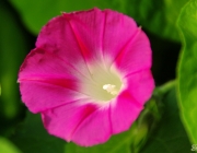 Prunkwinde (Ipomoea)