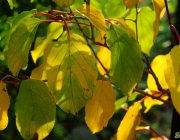 Kletterhortensie (Hydrangea petiolaris)