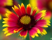 Kokardenblume (Gaillardia)