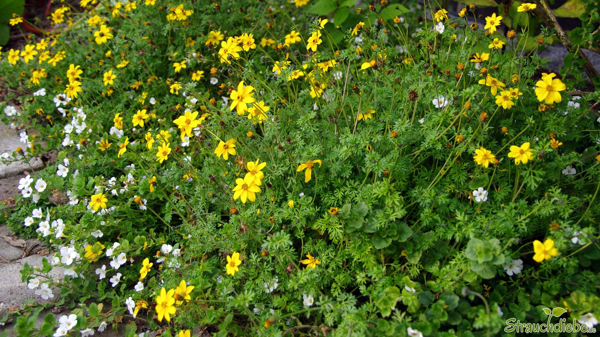 Goldzweizahn (Bidens ferulifolia)