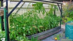 Tomatenzelt
