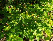 Wunderblume (Mirabilis jalapa)