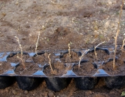 Schwarze Johannisbeere