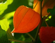 Lampionblume (Physalis alkekengi)