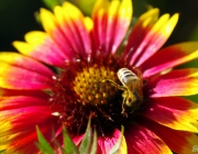 Kokardenblume (Gaillardia)