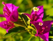 Drillingsblume (Bougainvillea)