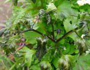 Giftbeere (Nicandra physalodes)