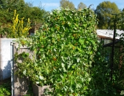 Kapuzinerkresse (Tropaeolum majus)