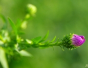 Glattblatt-Aster (Symphyotrichum novi-belgii)