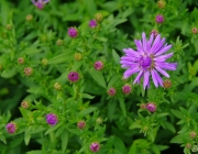 Herbstaster (Aster dumosus)