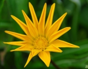 Gazanie (Gazania)