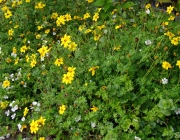 Goldzweizahn (Bidens ferulifolia)