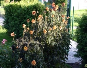 Dahlie (Dahlia)