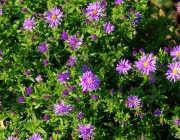 Herbstaster (Aster dumosus)