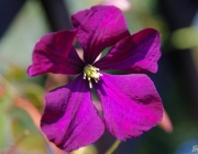Waldreben (Clematis)