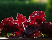 Purpurglöckchen (Heuchera)