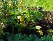 Christrose (Helleborus orientalis)