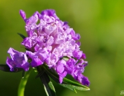 Tauben-Skabiose (Scabiosa columbaria)