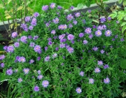 Glattblatt-Aster (Symphyotrichum novi-belgii)