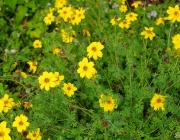 Goldzweizahn (Bidens ferulifolia)