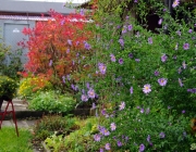 Glattblatt-Aster (Symphyotrichum novi-belgii)
