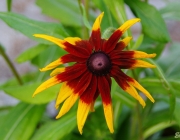 Schwarzäugige Rudbeckie (Rudbeckia hirta)