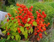 Lampionblume (Physalis alkekengi)
