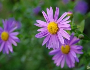 Glattblatt-Aster (Symphyotrichum novi-belgii)