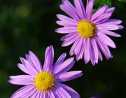 Glattblatt-Aster (Symphyotrichum novi-belgii)