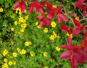 Goldzweizahn (Bidens ferulifolia)