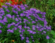 Herbstaster (Aster dumosus)