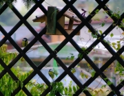 Kohlmeise (Parus major) oben